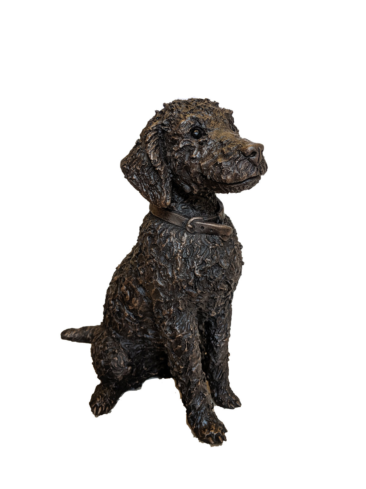 Flo, Bedlington Terrier Sitting